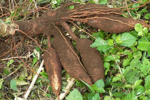 Cassava; manioc. The Dutch for "cassava; manioc" is "maniok".