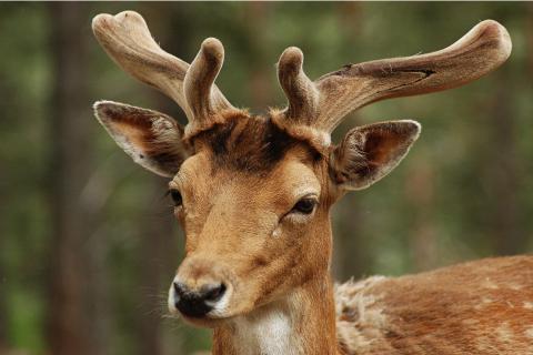 Stag; deer. The Dutch for "stag; deer" is "hert".