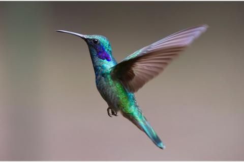 Hummingbird. The Dutch for "hummingbird" is "kolibrie".
