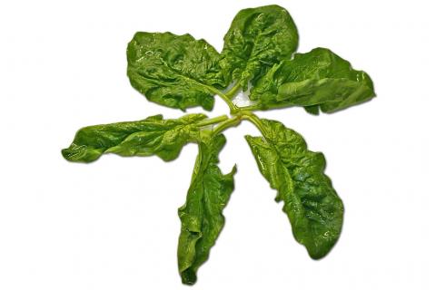 Spinach. The Dutch for "spinach" is "spinazie".
