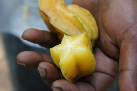 Star fruit. The French for "star fruit" is "carambole".