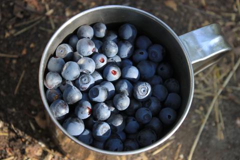 A blueberry. The French for "a blueberry" is "une myrtille".
