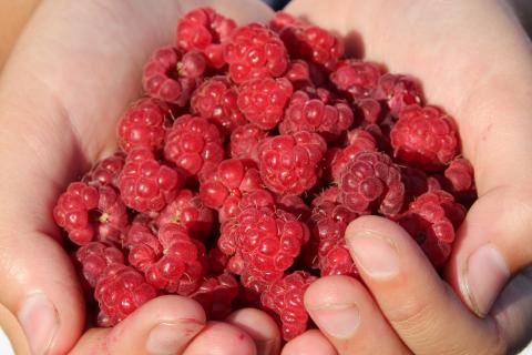 The raspberry. The French for "the raspberry" is "la framboise".