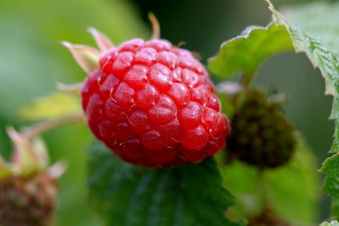 Raspberry. The French for "raspberry" is "framboise".