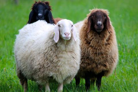 Sheep (plural). The French for "sheep (plural)" is "moutons".