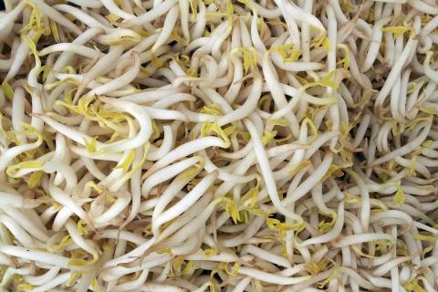 Bean sprout. The Thai for "bean sprout" is "ถั่วงอก".