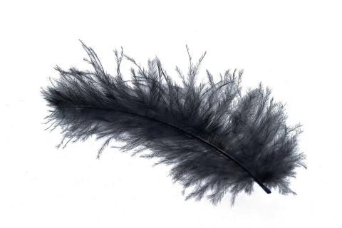 Feather. The Thai for "feather" is "ขนนก".
