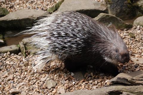 Porcupine. The Thai for "porcupine" is "เม่น".