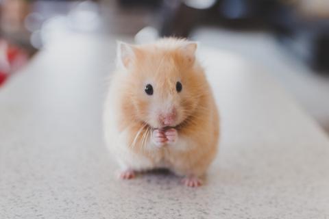 Hamster. The Thai for "hamster" is "หนูแฮมสเตอร์".