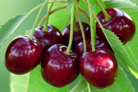 Cherry. The Thai for "cherry" is "เชอร์รี่".