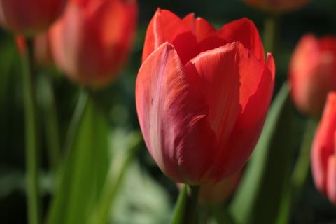 Tulip. The Thai for "tulip" is "ทิวลิป".