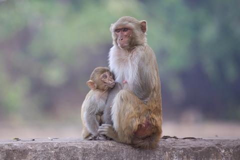 A mother monkey and a baby monkey. The Thai for "a mother monkey and a baby monkey" is "แม่ลิงและลูกลิง".