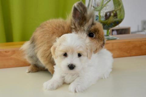 A rabbit and a puppy. The Thai for "a rabbit and a puppy" is "กระต่ายและลูกหมา".