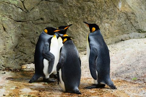 Four penguins. The Thai for "four penguins" is "เพนกวินสี่ตัว".