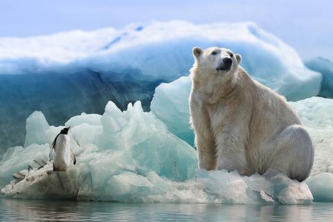 A polar bear and a penguin. The Thai for "a polar bear and a penguin" is "หมีขาวและเพนกวิน".