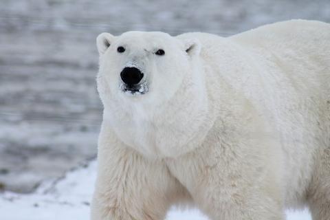 Polar bear. The Thai for "polar bear" is "หมีขาว".
