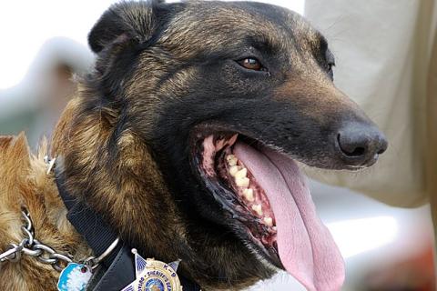 A police dog. The Thai for "a police dog" is "สุนัขตำรวจ".