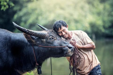 A farmer and a buffalo. The Thai for "a farmer and a buffalo" is "ชาวนาและควาย".
