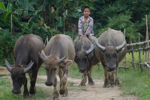 A boy and four buffaloes. The Thai for "a boy and four buffaloes" is "เด็กผู้ชายและควายสี่ตัว".