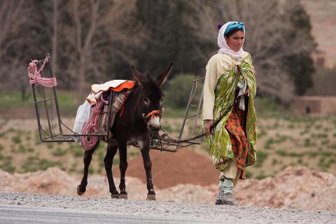 A woman and a donkey. The Thai for "a woman and a donkey" is "ผู้หญิงและลา".