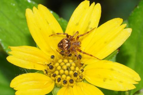A spider on a yellow flower. The Thai for "a spider on a yellow flower" is "แมงมุมบนดอกไม้สีเหลือง".