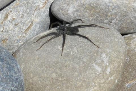 A spider on a rock. The Thai for "a spider on a rock" is "แมงมุมบนก้อนหิน".