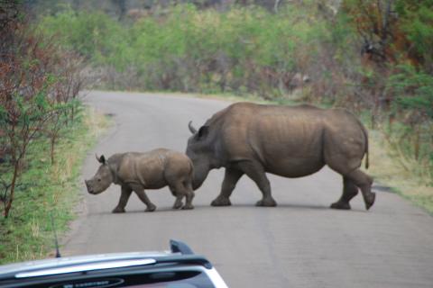 A rhinoceros and a baby rhinoceros on the road. The Thai for "a rhinoceros and a baby rhinoceros on the road" is "แรดและลูกแรดบนถนน".