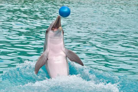 A dolphin with a blue ball. The Thai for "a dolphin with a blue ball" is "โลมากับลูกบอลสีน้ำเงิน".