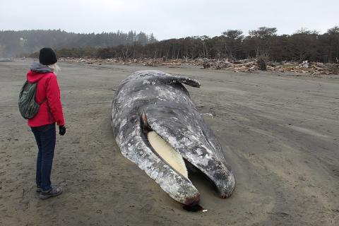 A woman and a whale carcass. The Thai for "a woman and a whale carcass" is "ผู้หญิงและซากวาฬ".