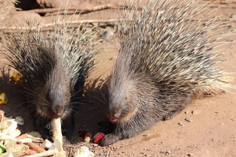 Two porcupines. The Thai for "two porcupines" is "เม่นสองตัว".