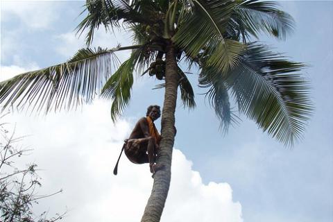 A farmer on a coconut tree. The Thai for "a farmer on a coconut tree" is "เกษตรกรบนต้นมะพร้าว".