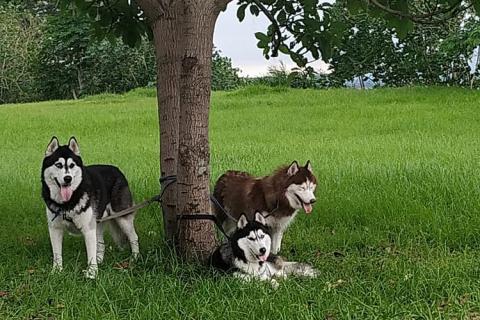 Three dogs under a tree. The Thai for "three dogs under a tree" is "สุนัขสามตัวใต้ต้นไม้".