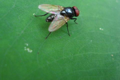 Fly; housefly. The Thai for "fly; housefly" is "แมลงวัน".