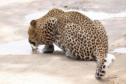 A leopard drinking water. The Thai for "a leopard drinking water" is "เสือดาวกินน้ำ".
