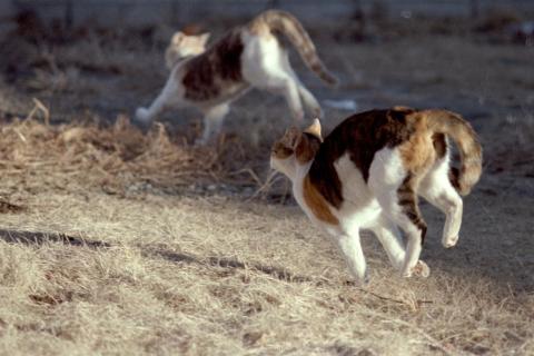 Two cats running together. The Thai for "two cats running together" is "แมวสองตัววิ่งด้วยกัน".