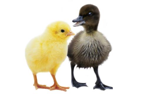 A chick and a duckling. The Thai for "a chick and a duckling" is "ลูกไก่และลูกเป็ด".