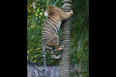 A tiger climbing a pole. The Thai for "a tiger climbing a pole" is "เสือปีนเสา".
