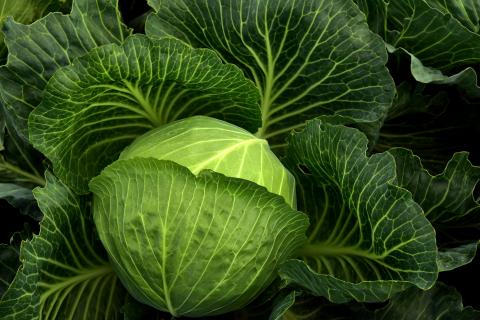 Cabbage. The Croatian for "cabbage" is "kupus". Cabbage. The Croatian for "cabbage" is "kupus".
