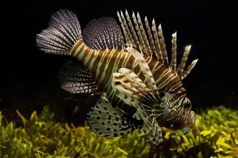 Fish. The Croatian for "fish" is "riba". Fish. The Croatian for "fish" is "riba".