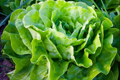 Lettuce. The Croatian for "lettuce" is "zelena salata". Lettuce. The Croatian for "lettuce" is "zelena salata".