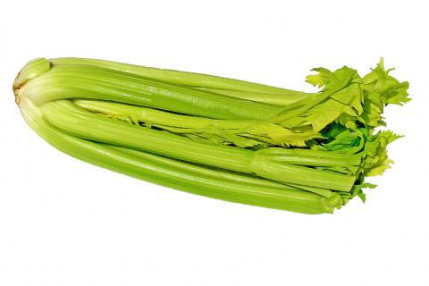 Celery. The Croatian for "celery" is "celer". Celery. The Croatian for "celery" is "celer".