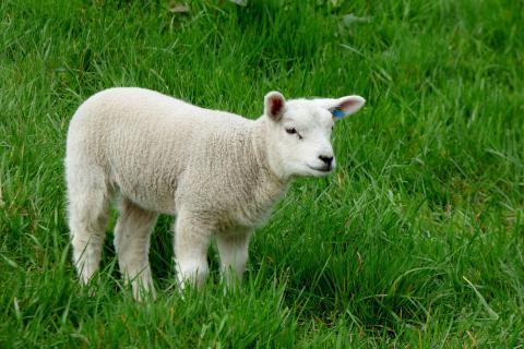 Lamb. The Croatian for "lamb" is "janjetina". Lamb. The Croatian for "lamb" is "janjetina".