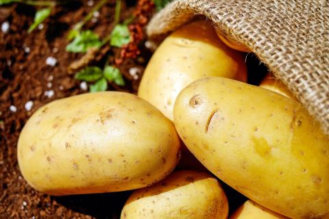 Potatoes. The Croatian for "potatoes" is "krumpiri". Potatoes. The Croatian for "potatoes" is "krumpiri".