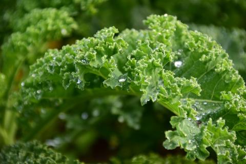 Kale. The Croatian for "kale" is "kelj".