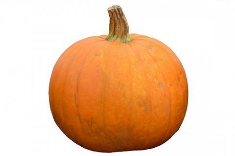 Pumpkin. The Dutch for "pumpkin" is "pompoen". Pumpkin. The Dutch for "pumpkin" is "pompoen".