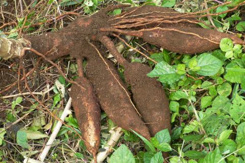 Cassava; manioc. The Dutch for "cassava; manioc" is "maniok". Cassava; manioc. The Dutch for "cassava; manioc" is "maniok".