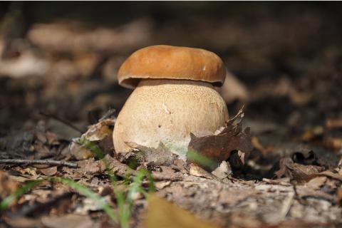 Mushroom. The Dutch for "mushroom" is "champignon". Mushroom. The Dutch for "mushroom" is "champignon".