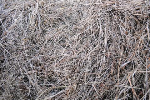The fodder; the cattle feed. The Dutch for "the fodder; the cattle feed" is "het veevoeder". The fodder; the cattle feed. The Dutch for "the fodder; the cattle feed" is "het veevoeder".