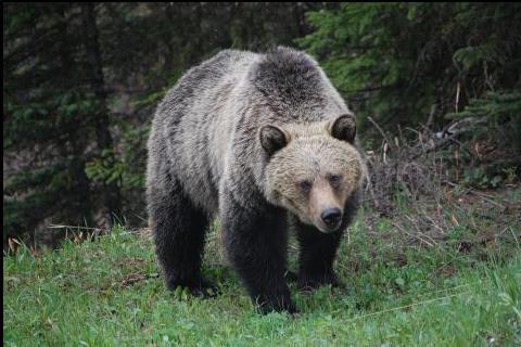 The bear. The Dutch for "the bear" is "de beer".