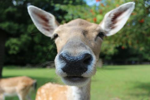 The animal. The Dutch for "the animal" is "het dier". The animal. The Dutch for "the animal" is "het dier".